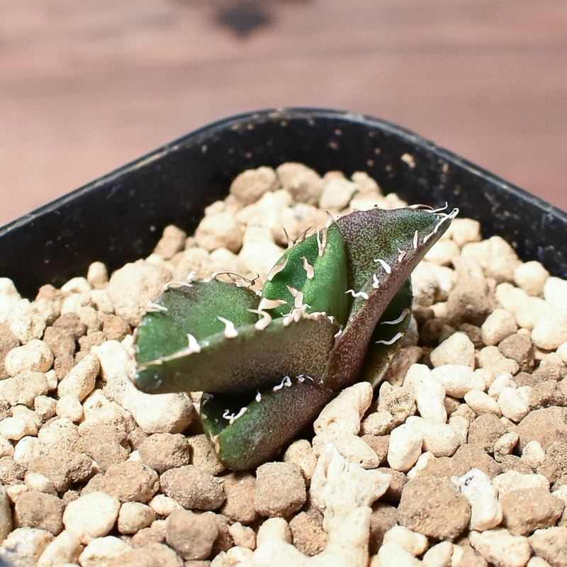 アガベ チタノタ 