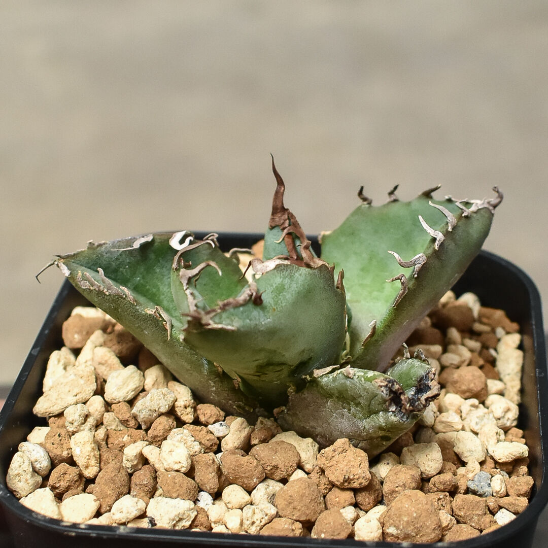 旧来白鯨 国産 アガベ シーザー オテロイ チタノタ 極上】アガベ