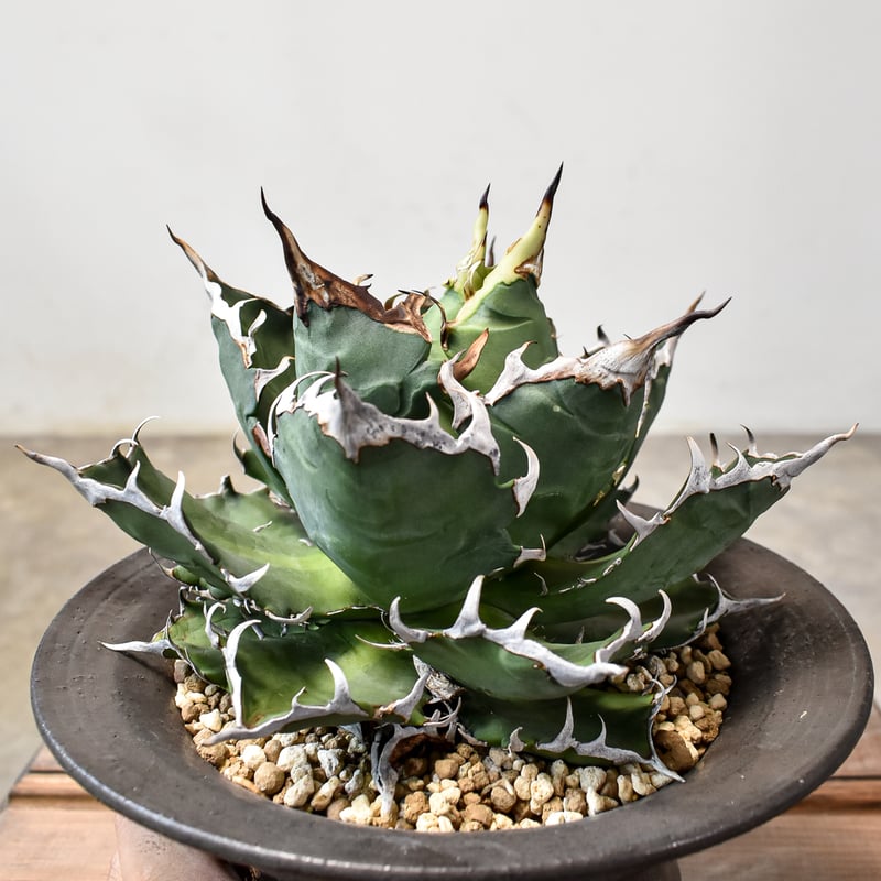 RAFLUMコレクション】アガベ チタノタ チーター 