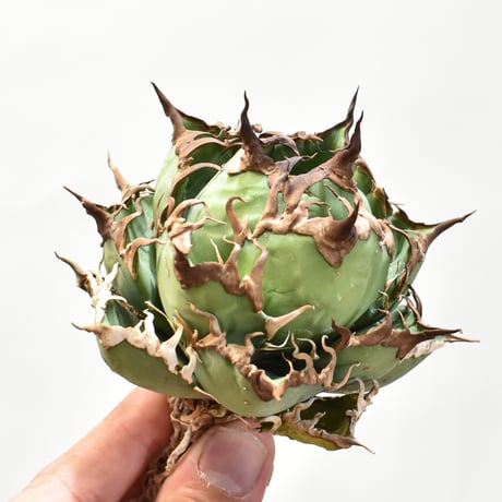 アガベ チタノタ シーザー / 精品凱撒 【台湾 dragon agave産/中株/抜き苗】DG25010526