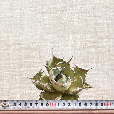 アガベ チタノタ  フェニックス "鳳凰"　大株【台湾 dragon agave産/抜き苗販売/大株】DGC2408295(T)