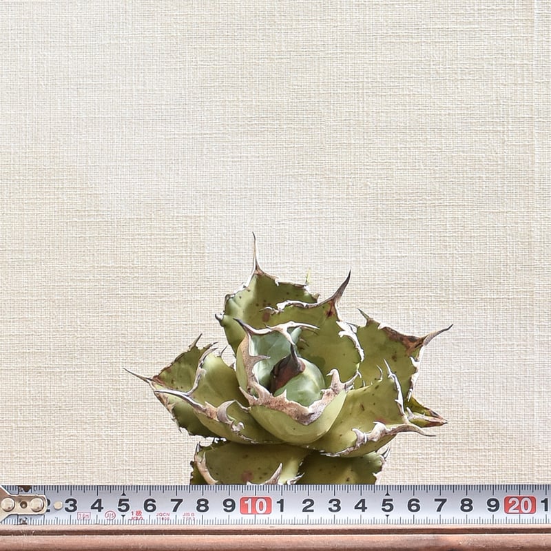 アガベ チタノタ フェニックス 