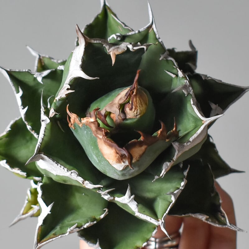 アガベ　白火焔 valiem 鉢(Mサイズ)付き DRAGON AGAVE】アガベ 超大白火焔 EC1002 – TaiShoDo ONLINE SHOP