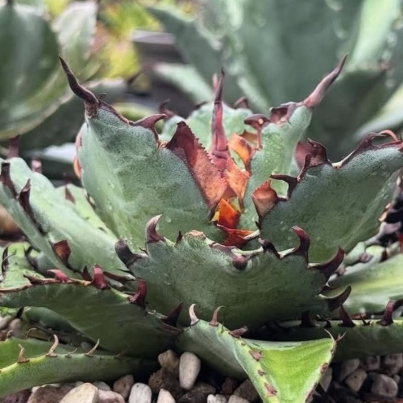 アガベ ハイブリット 