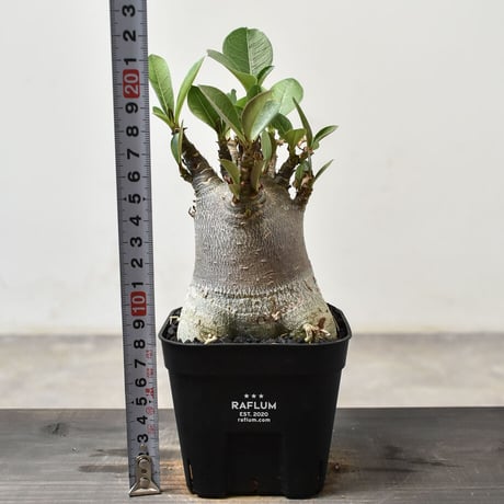 アデニウム アラビカム " スーパードワーフ"（発根済み）RF231414