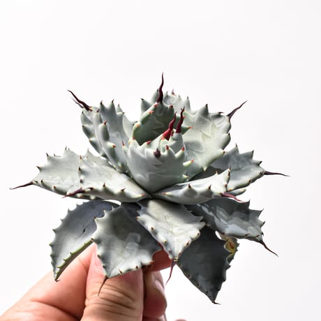 アガベ ハイブリット アメリカ白銀甲蟹(美系白銀)×象牙妖炎【台湾botanical_seeker産/選抜株】RF25011800