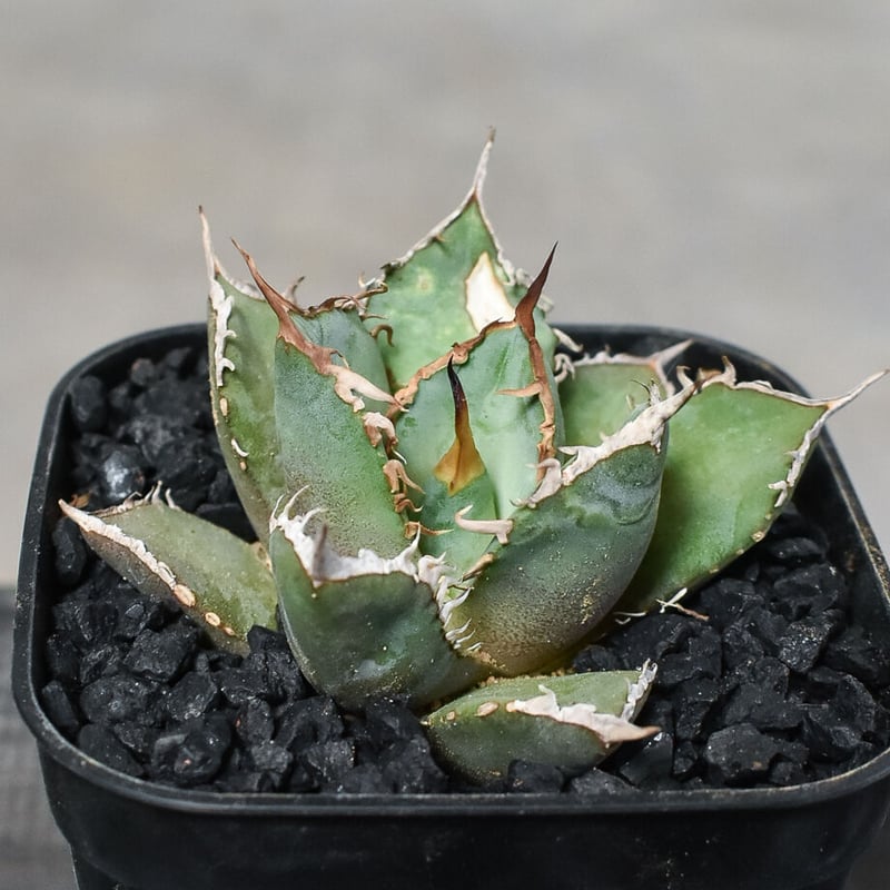 大阪正規品 AGAVE titanota sharksoui アガベ チタノタ 子株