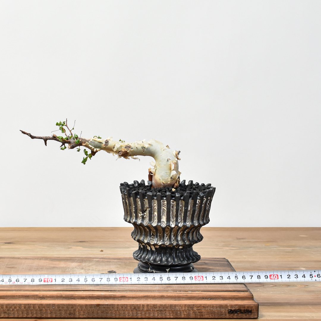 b*5様 コミフォラピュアカタフ　現地株　発根済み Commiphora kataf pure コミフォラ ピュアカタフ 発根済現地株 2 ソマリ