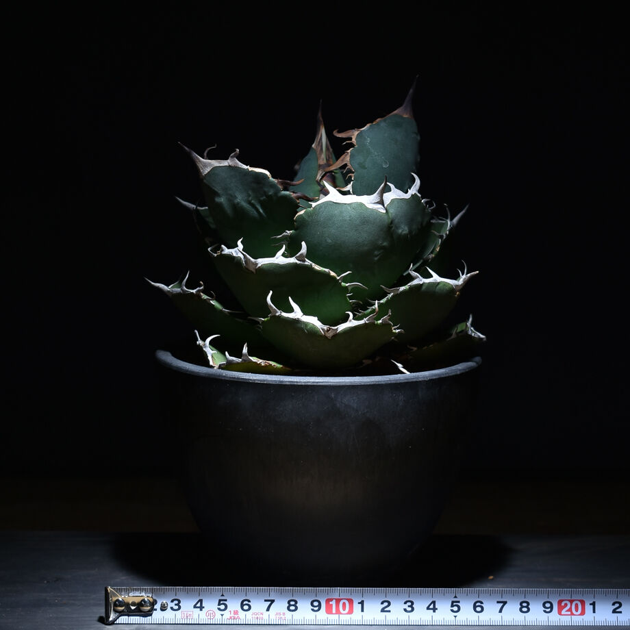 アガベ agave チタノタ fo×ジャガーノートhyd - 植物/観葉植物