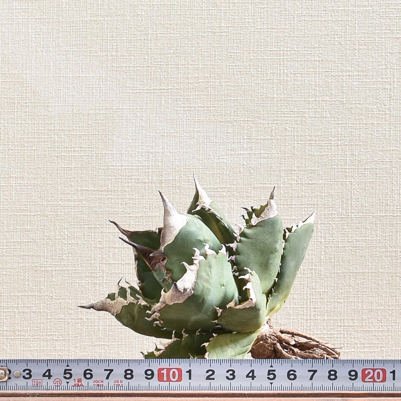 アガベ チタノタ ホワイトファイヤー / 白炎, 白火焔 【台湾 dragon