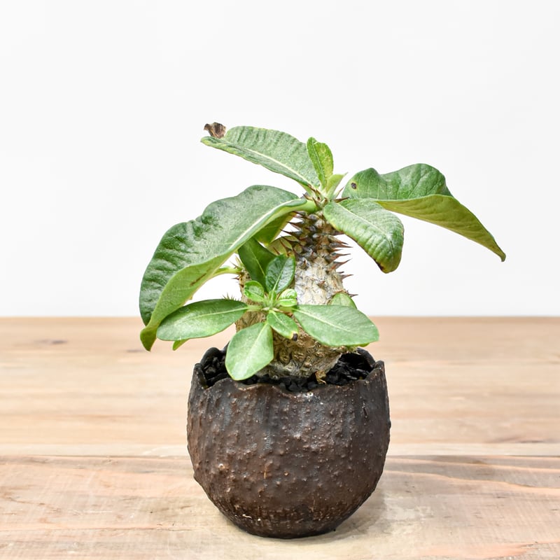 パキポディウム ウィンゾリー 実生 コレクション　写真更新8月28日 パキポディウム ウィンゾリー 実生 コレクション 写真更新8月28日