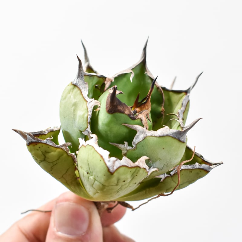 アガベ チタノタ 