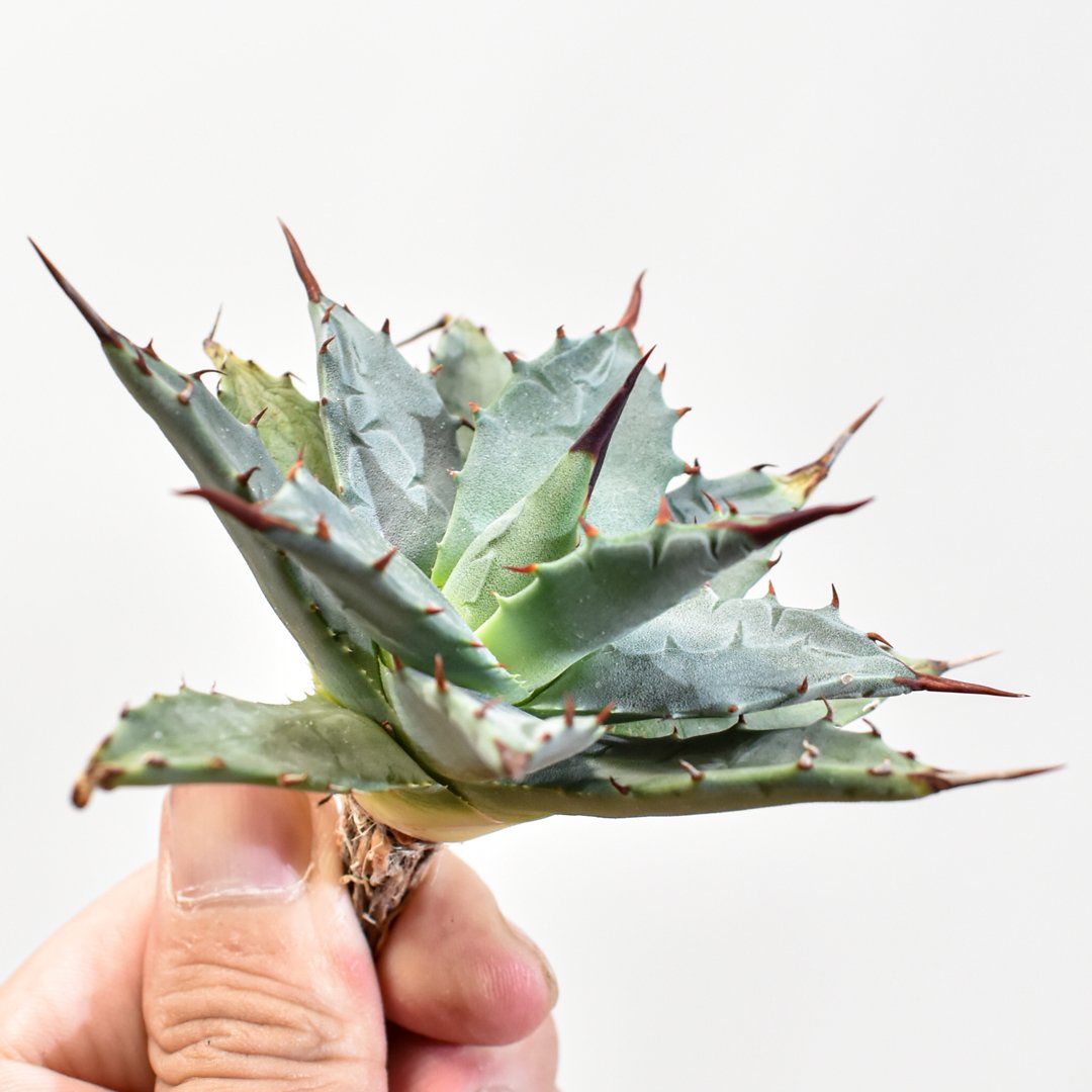 ハイブリッド　アガベ　甲蟹X 曙光　種子　ドラゴンアガベ アガベ hybrid イシスメンシス×エボリスピナ/甲蟹X妖炎 【台湾 dragon