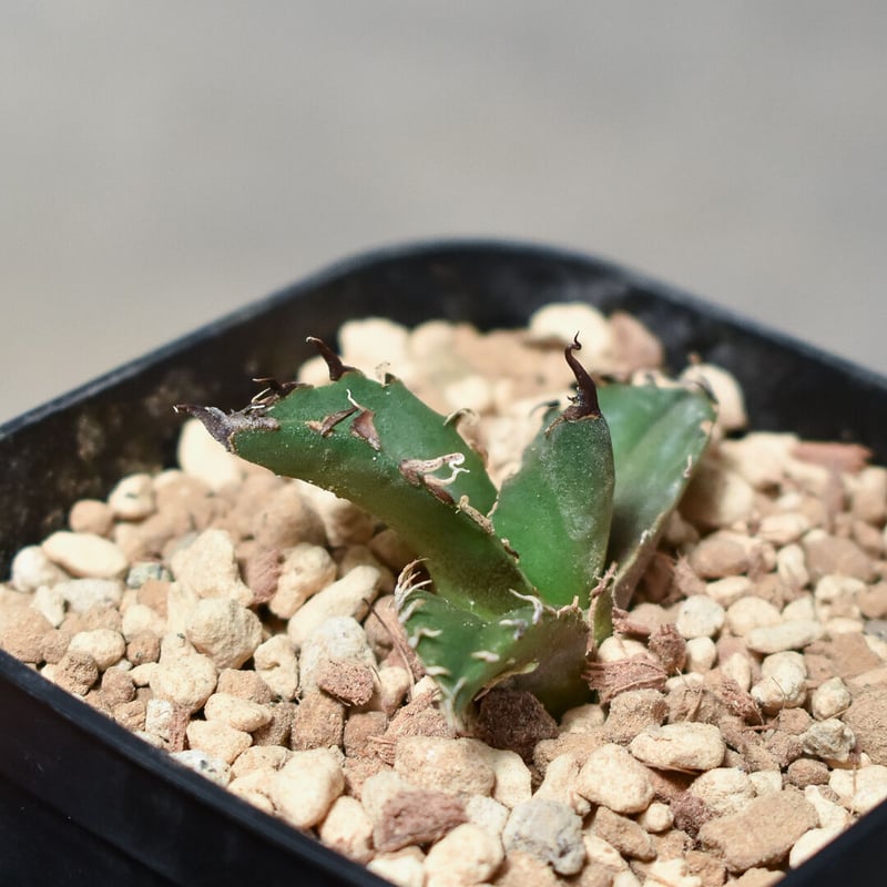 アガベ チタノタ 