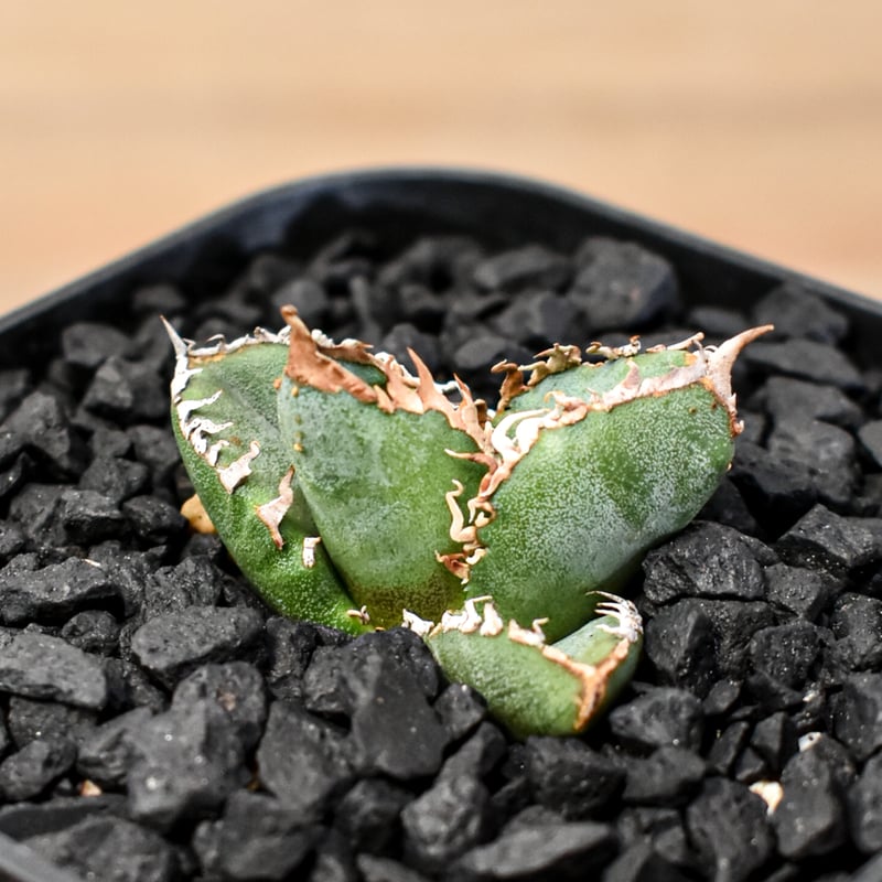 アガベ　チタノタ　shihao産　星空　ぶつぶつ アガベ チタノタ shihao産 星空 ぶつぶつ アガベ チタノタ