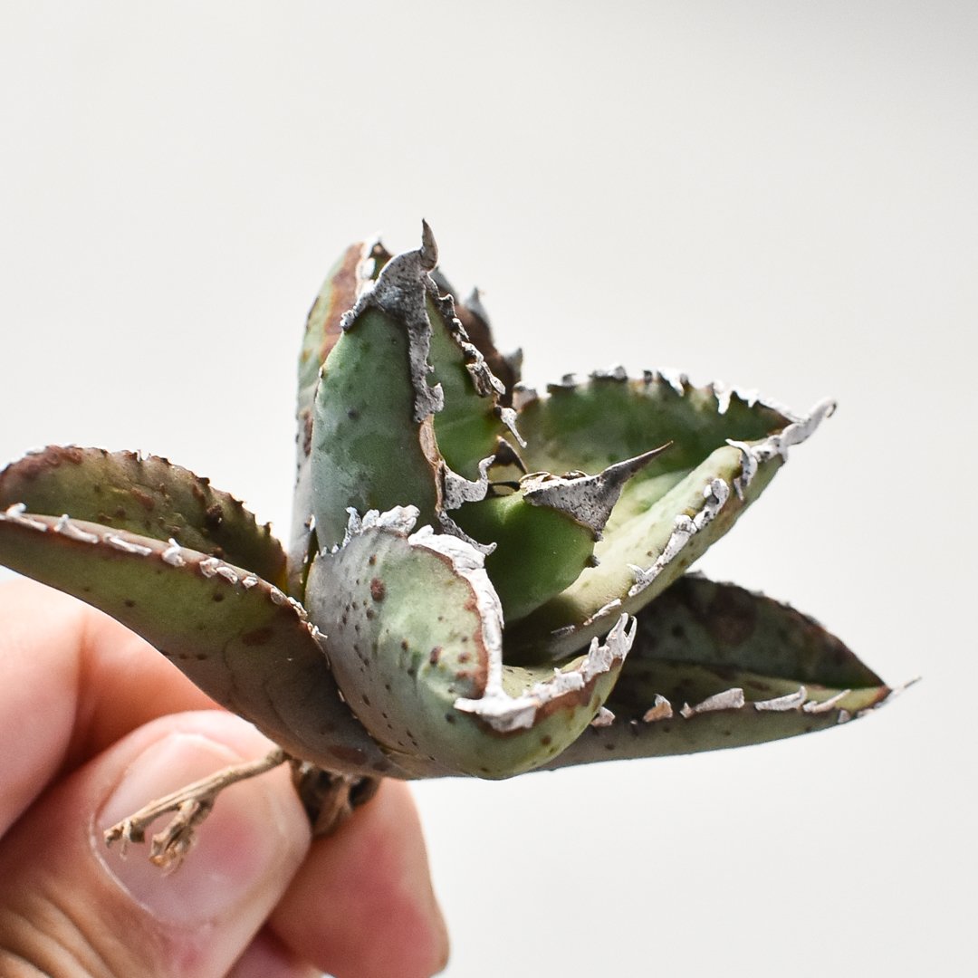 アガベ狼人 オテロイ チタノタ 検索）台湾ゴジラ 巌流 【公式通販】