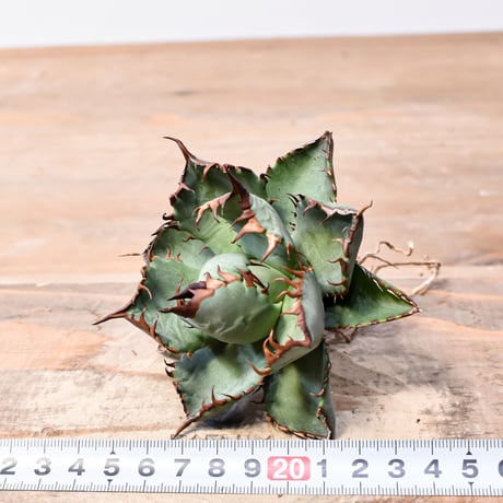 アガベ ハイブリット "甲妖 x 蟹"【台湾botanical_seeker産】RF25012103