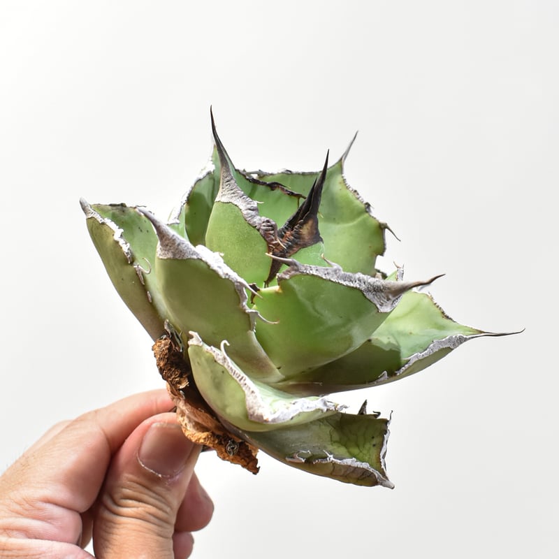 アガベ チタノタ 