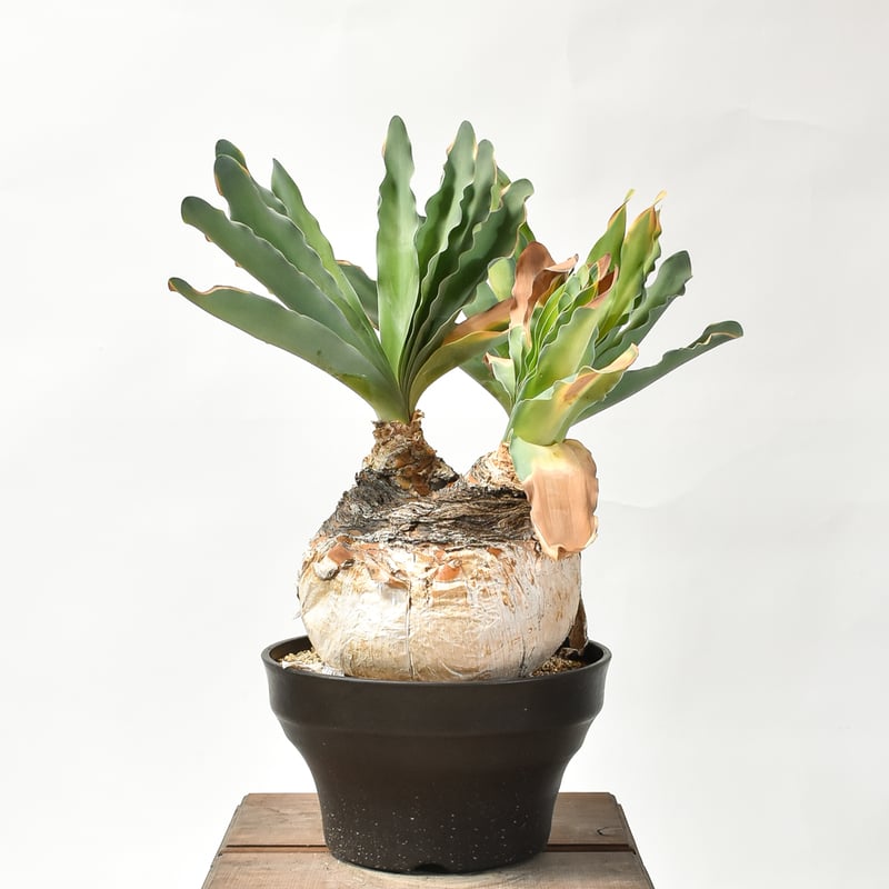 ブーファン ハエマンソイデス  