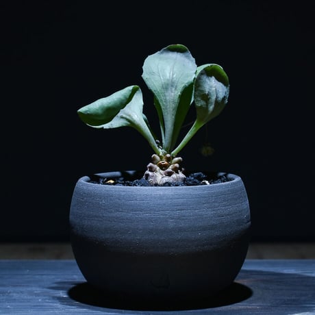 CATEGORY へレイ | RAFLUM / ラフラム｜東京、大阪の塊根植物