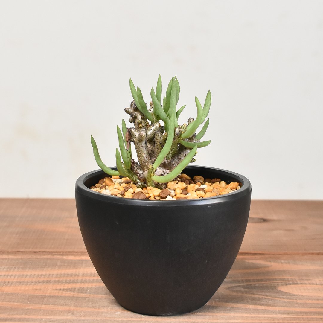 特別選抜短葉多頭美株！　レウコスリクス　チレコドン　多肉植物　塊根植物　実生 ミニ盆栽として楽しめる多肉植物、チレコドン・レウコスリクス
