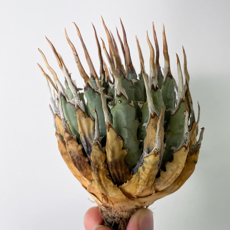 陽炎】アガベ ユタエンシス エボリスピナ （抜き苗販売）RF22904