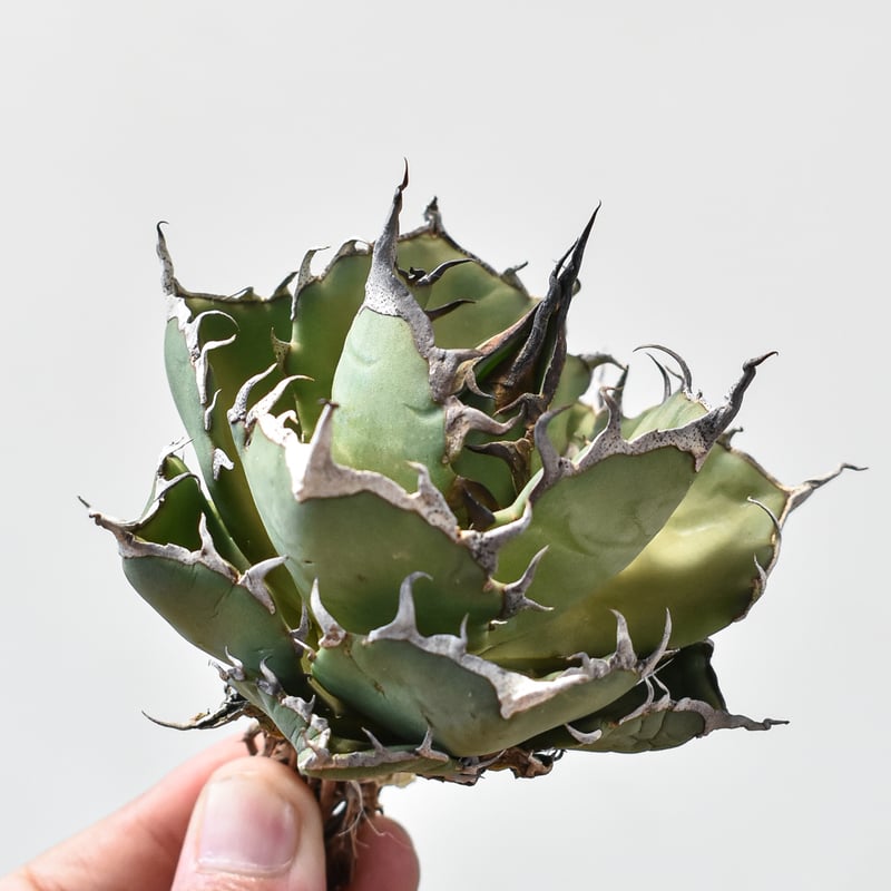 アガベ チタノタ 