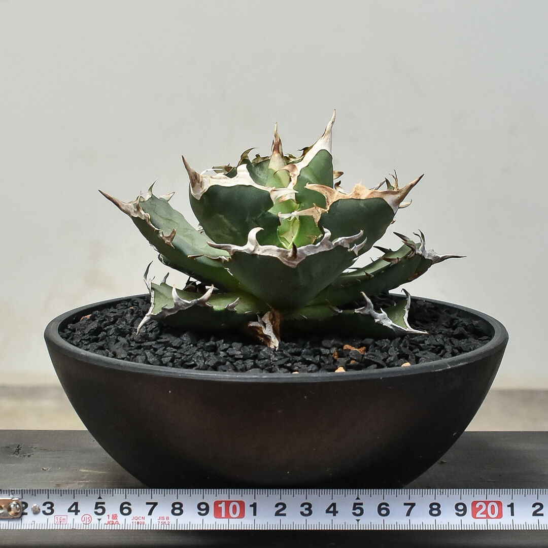 本日9/23値下げ！ アガベ　チタノタ　蟹　Crab アガベ チタノタ クラブ 