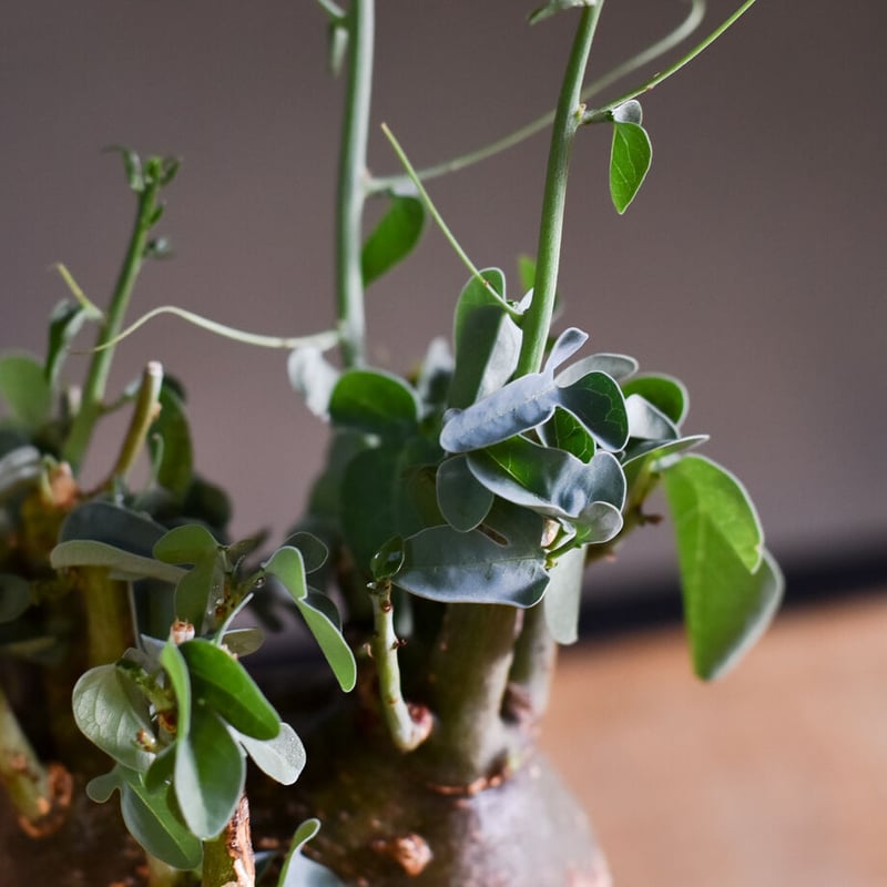 アデニアスピノーサ【人気急上昇！！希少なこんもり株を厳選しての販売