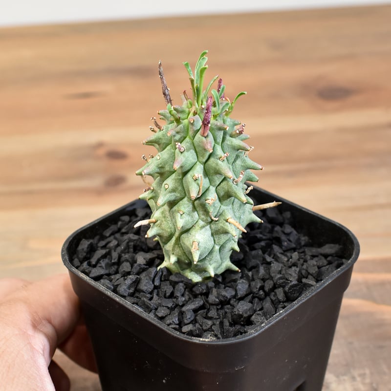 オランピア アクブロ アクカ クリルミ crerumi フロッキーフィギュアコレクション 】 遊び心