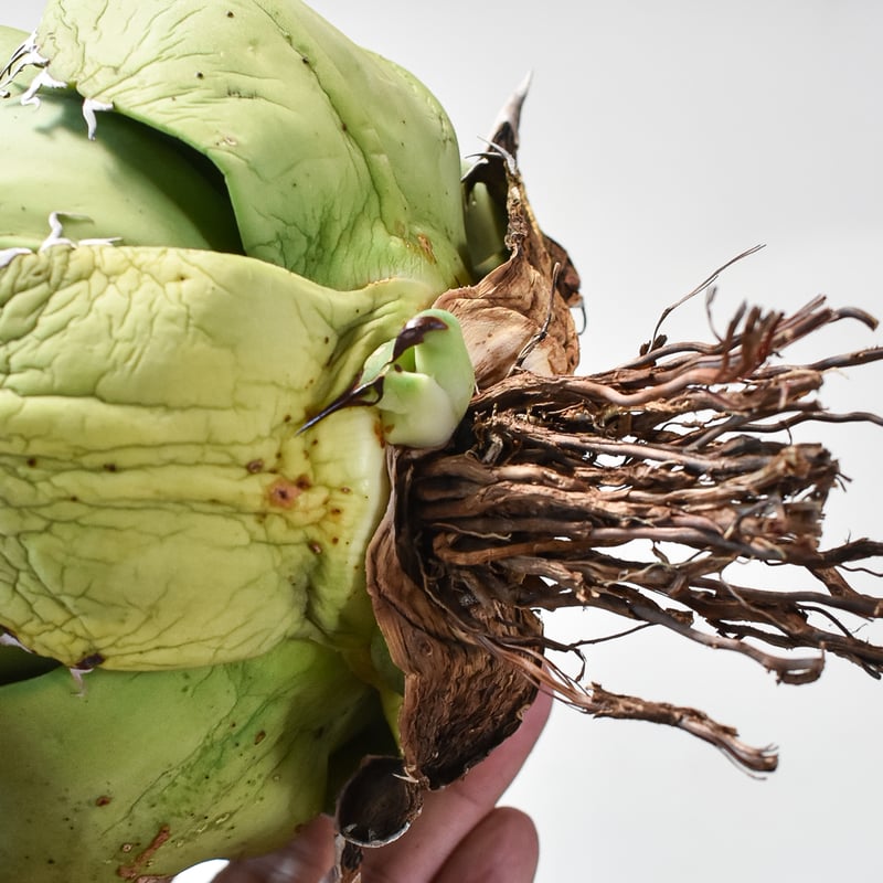 アガベ チタノタ スペード 