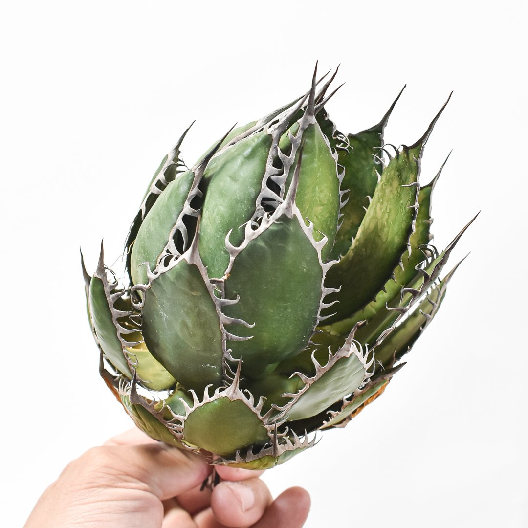 【最終値下げ】精品 狂刺霍利達 狂棘ホリダ 台湾Dragon Agave産 アガベ ホリダ 