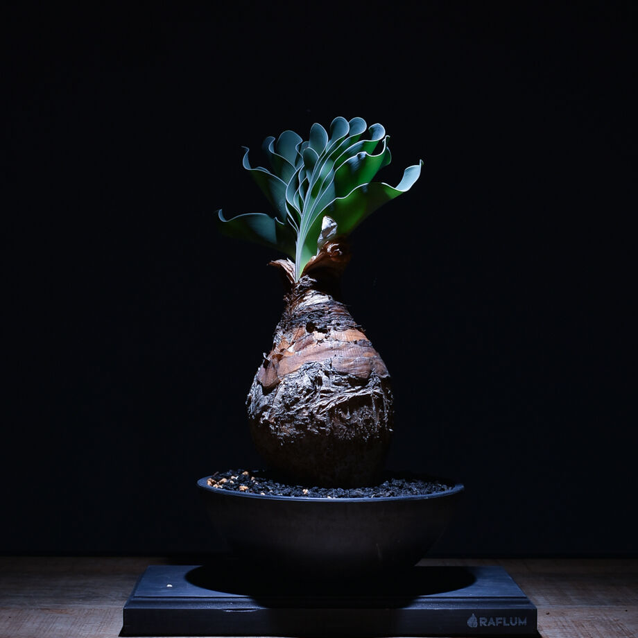 ブーファン ハエマンソイデス（発根済み）RF22147 | RAFLUM / ラフラム