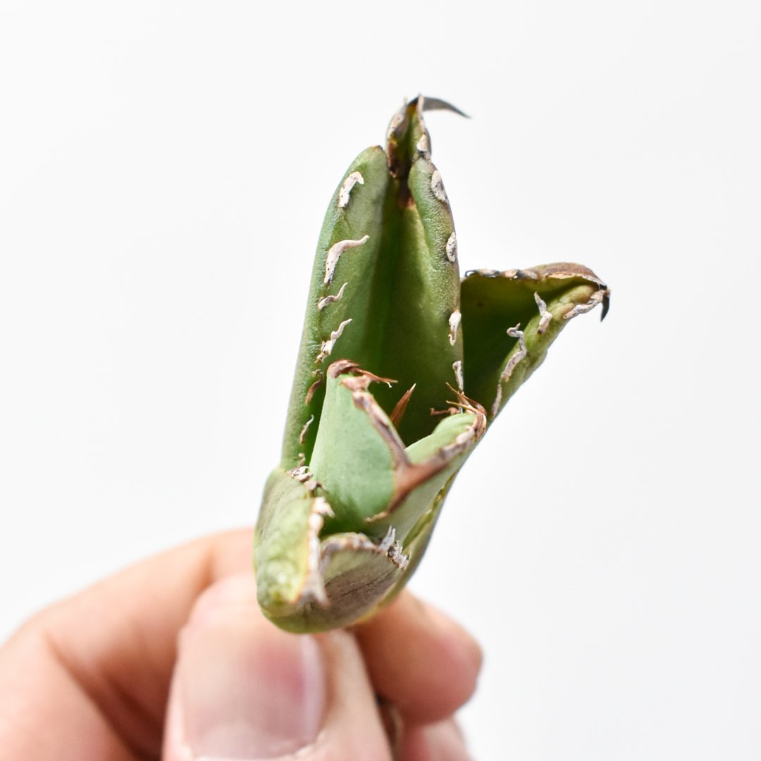 アガベ チタノタ 