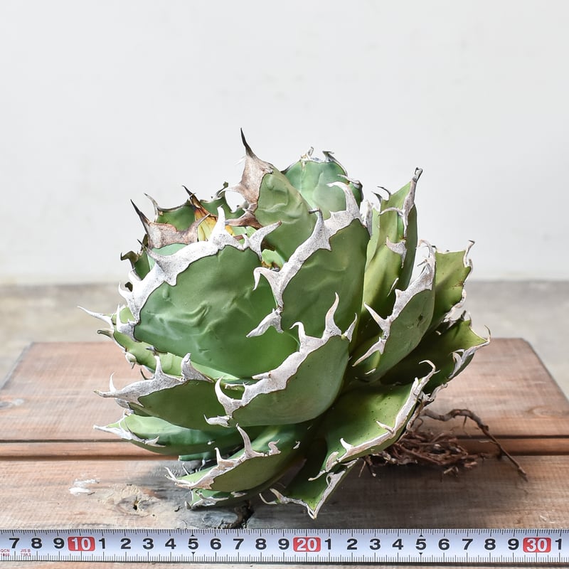 アガベ　鬼爪中株　アガベ　ピカチュウ アガベ・チタノタ「鬼爪（Ghost Claw）」とは？別名「雪峰