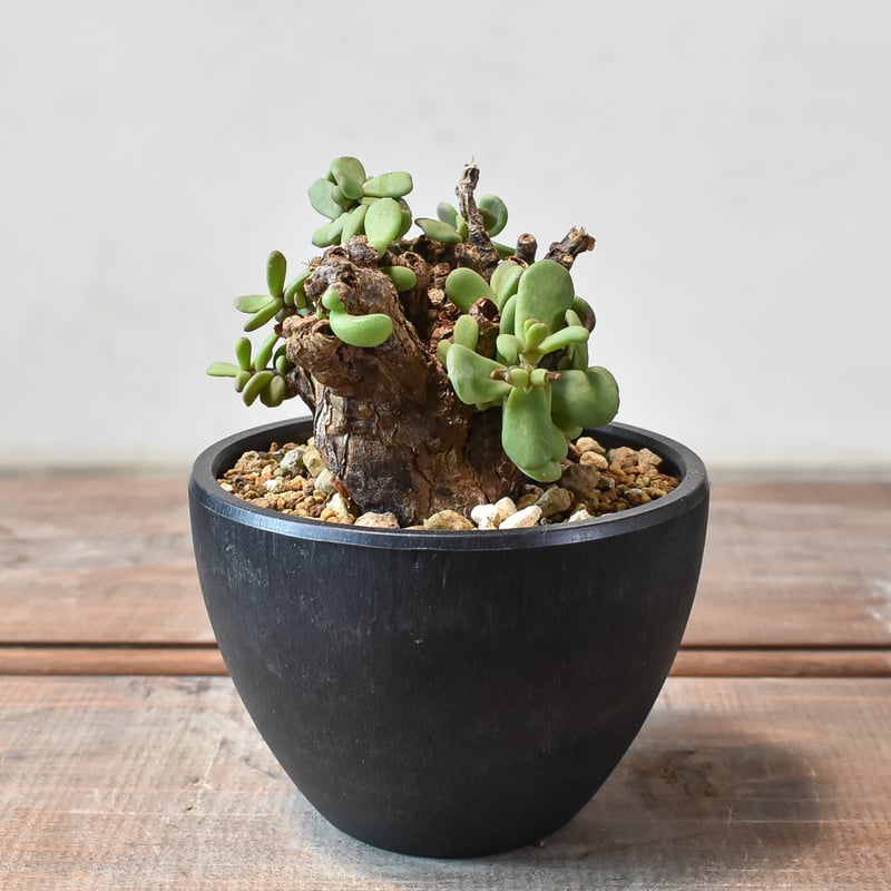 発根済みケラリアピグマエア美株‼️【美樹・美葉・丸葉】 ケラリア ピグマエア 【発根済】R | RAFLUM / ラフラム｜東京、大阪の