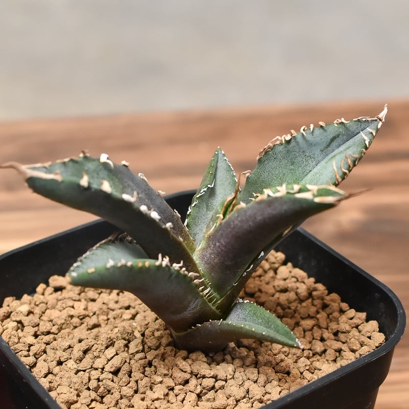 アガベ　チタノタ　ホワイトファイアー　白火焔　暗覆輪斑 アガベ チタノタ ホワイトファイヤー 