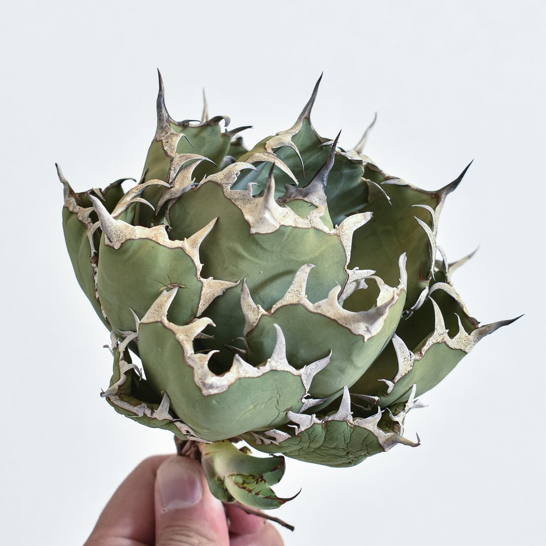 アガベ チタノタ 黒鯨 抜き苗発送 【公式通販】