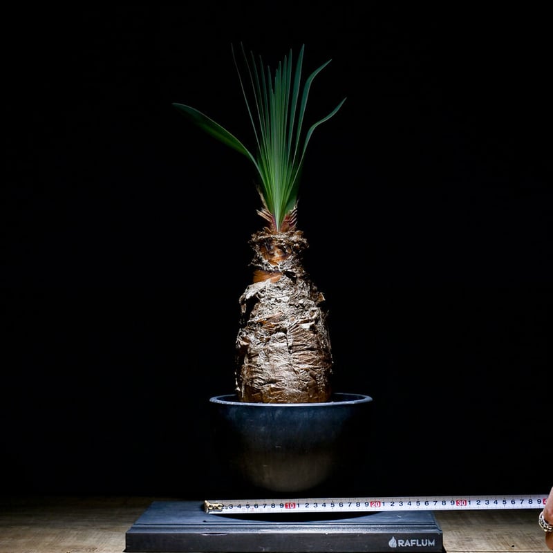 ブーファン ディスティチャ 4号鉢 a 球根植物