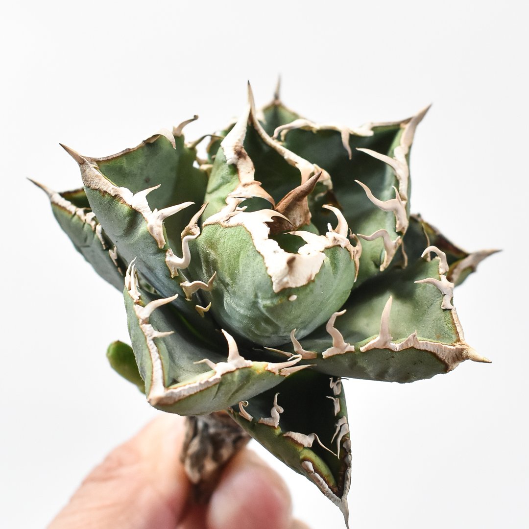 強うねり刺】アガベ チタノタ 中株 発根活着済み