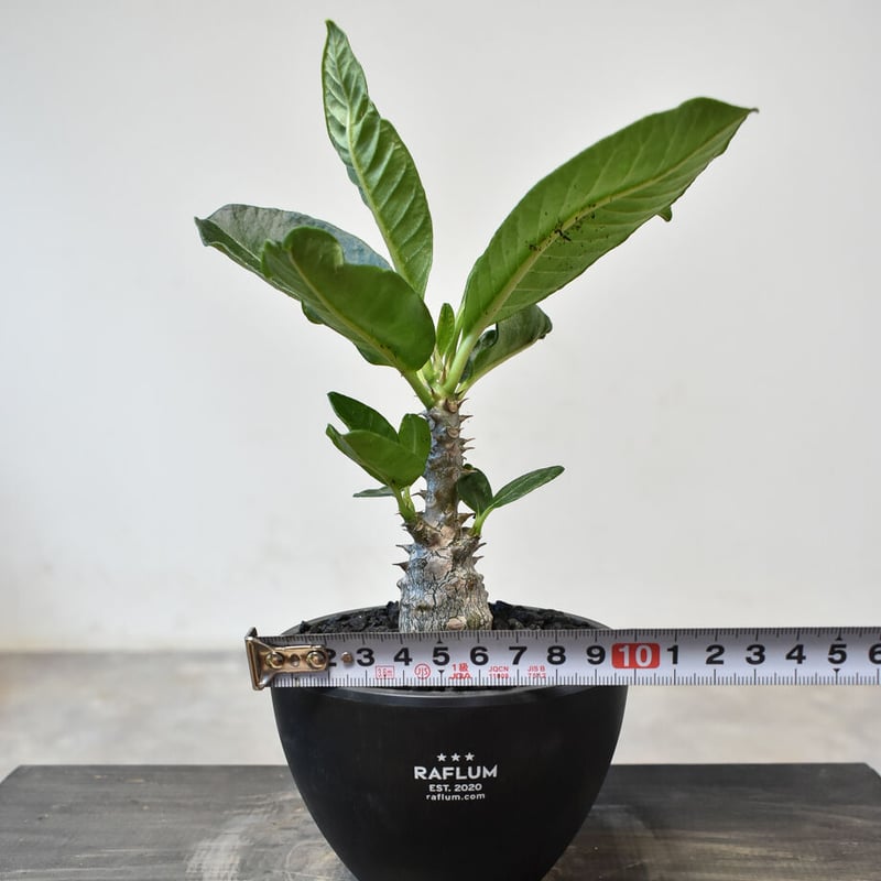 パキポディウム・ウィンゾリー 実生 25-4 パキポディウム ウィンゾリー