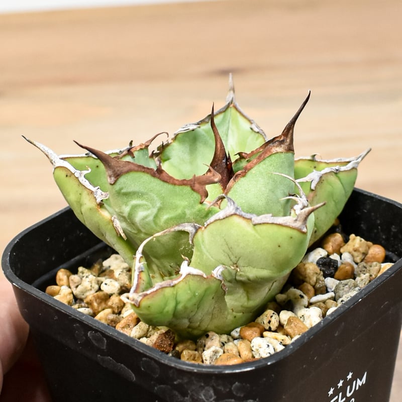 アガベ チタノタ 