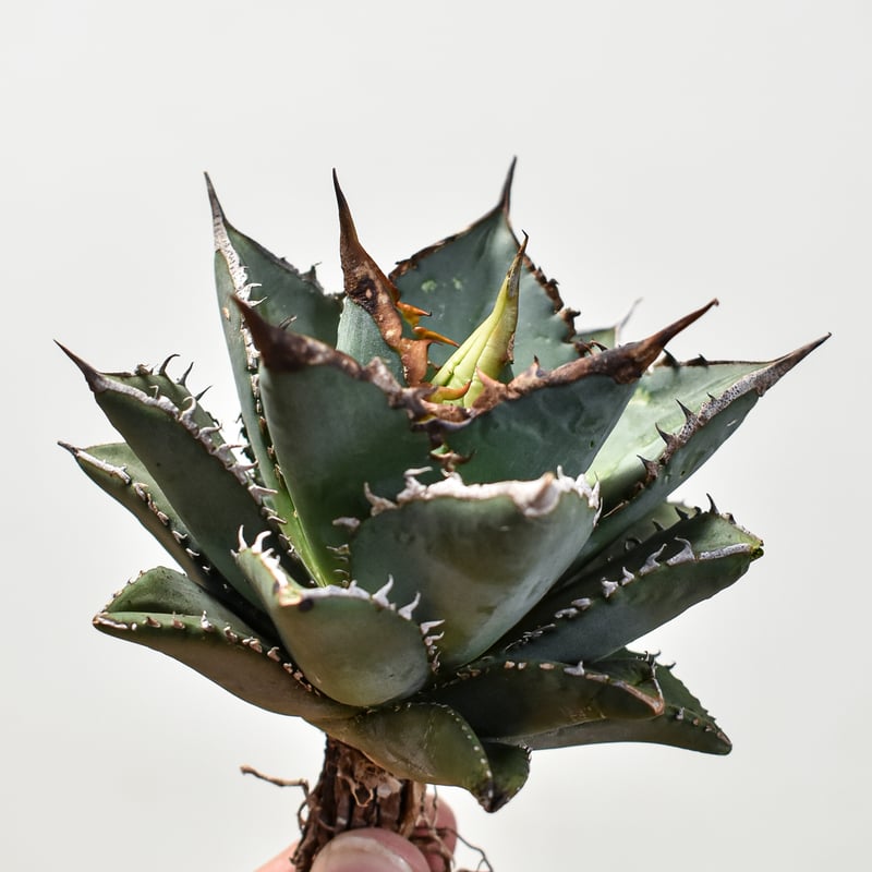 写真現物・鉢ごと】アガベ チタノタ 海王（中〜大株） アガベ