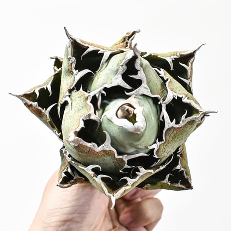 アガベ チタノタ “ボールタイプ白鯨” 【台湾 dragon agave産/発根済み/中株】C DG25010047(T)