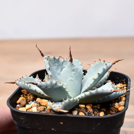 アガベ ハイブリット 日系イシスメンシス×象牙妖炎（陽炎エボリ）【台湾botanical_seeker産】RF25011394