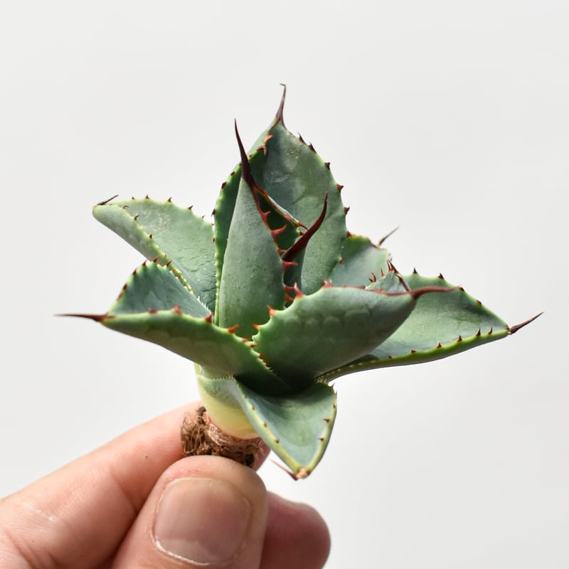 アガベ ハイブリット 曙光 ×（パラサナ、イシスメンシス）【台湾