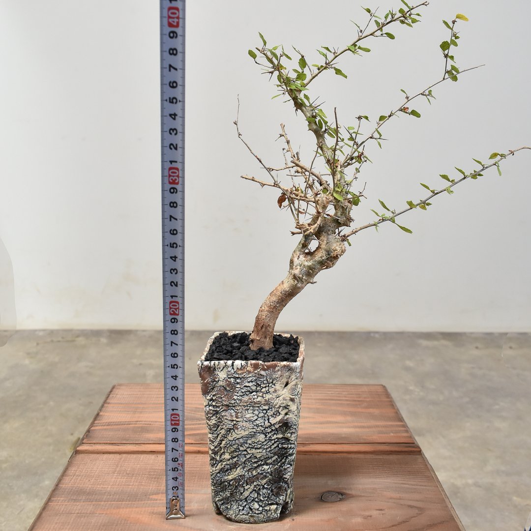 コミフォラ シンプリキフォリア【発根済み】HK2400026(T