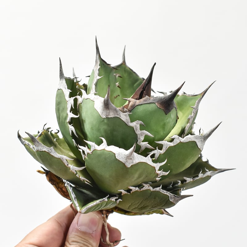 アガベ チタノタ シャークソード 