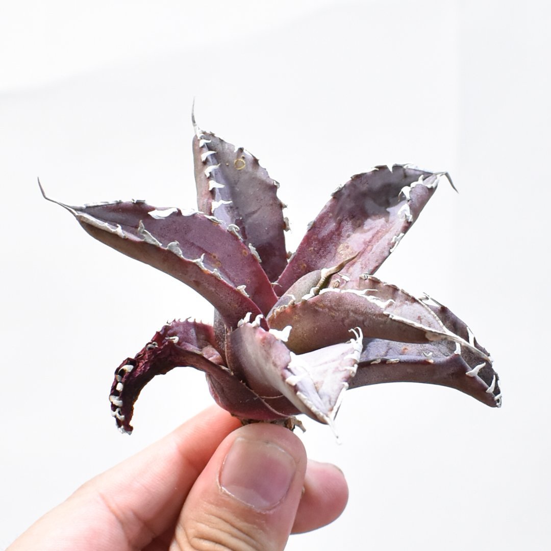 レア品種】アガベ チタノタ WANDA / 汪達【台湾 dragon agave産/抜き苗/