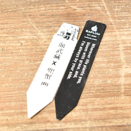 アガベ  ハイブリット "血武蔵×兜蟹"  タイプB【台湾re_pplants産/子株販売】RF25012303
